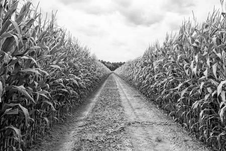 Agricultural field on which the green corn grows, hdrの写真素材