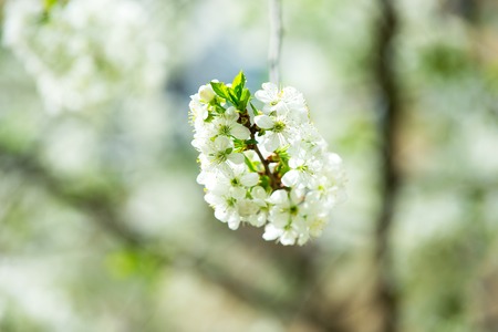 Blossoming cherry branch with white flowers on blurred background. Spring season concept. Blossom,...