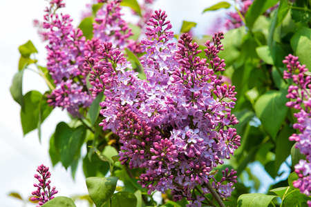 Lilac flowers blossoming on tree on sunny day, spring. Blossom, bloom, flowering. Spring season concept. Nature, beauty, environment. New life, growth.の写真素材