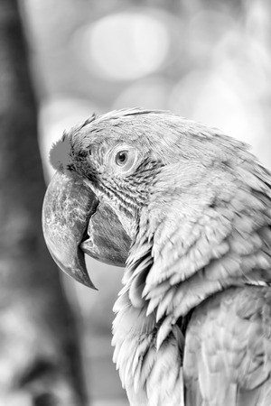 beautiful cute funny bird of red feathered ara parrot outdoor on green natural backgroundの写真素材