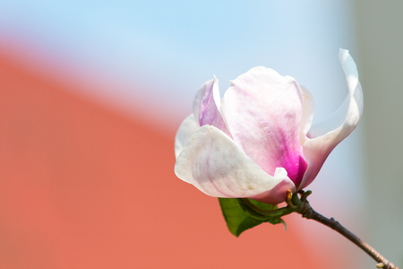 Magnolia flower blossoming on blurred background. Tenderness, fragrance, freshness. Bloom, blossom, flowering. Spring season concept. Nature, beauty, environment, copy spaceの写真素材