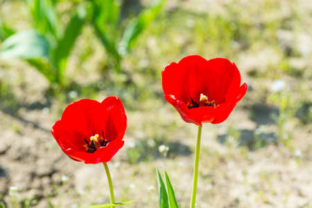 Spring, summer season. Tulip flower garden in spring. Tulips with red petals blossoming on sunny day. Love, passion, romance. Nature, beauty, environment.の写真素材