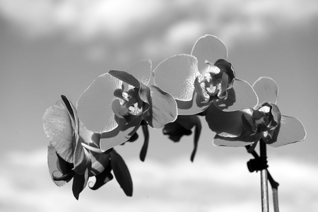 Orchid pink flower on blue sky background. Phalaenopsis Orchid flower. Floral background.の写真素材