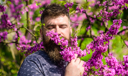 Bearded man with fresh haircut sniffs bloom of judas tree. Tranquility concept. Man with beard and...