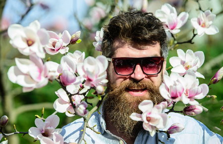 Man with beard and mustache wears sunglasses, magnolia flowers background. Brutality and tenderness concept. Brutal macho smiles near magnolia flowers on sunny day. Hipster with fashionable sunglassesの写真素材