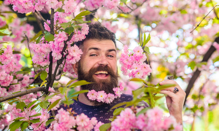 Tenderness concept. Hipster with sakura blossom in beard. Man with beard and mustache on happy face near tender pink flowers. Bearded man with fresh haircut with bloom of sakura on backgroundの写真素材