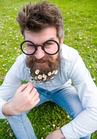 Guy looks nicely with daisy or chamomile flowers in beard. Springtime concept. Man with long beard and mustache, defocused green background. Hipster with beard on cheerful face, posing with glassesの写真素材