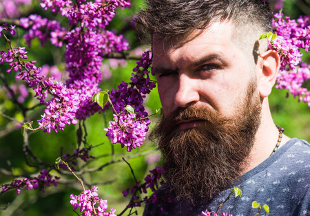 Man with beard and mustache on strict face near flowers on sunny day. Bearded man with fresh haircut posing with bloom of judas tree. Hipster enjoys spring near violet blossom. Perfumery conceptの写真素材