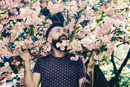 Bearded man with bloom of sakura tree on background. Hipster with sakura blossom in beard. Springtime concept. Man with beard and mustache on happy face near branches with tender pink flowers.の写真素材