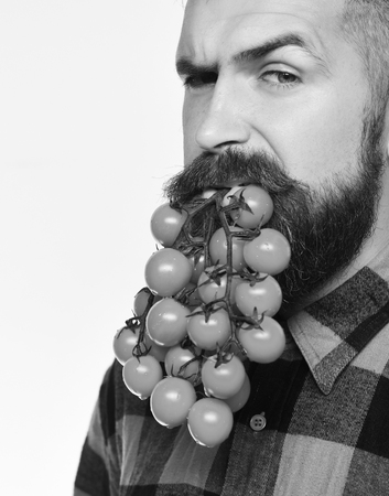 Man holds tomato berries as beard isolated on white background. Guy shows his harvest. Man holds...