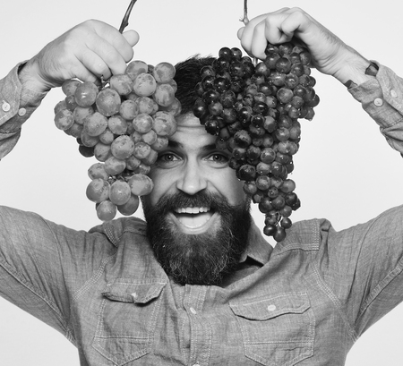 Winegrower with cheerful face holds clusters of grapes up. Viticulture and gardening concept. Man with beard holds grapesの写真素材
