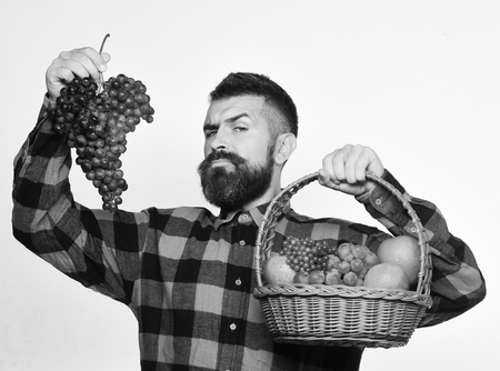Farmer with proud face presents apples, cranberries and ripe grapes.の写真素材