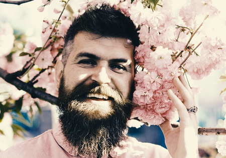 Man and mustache on smiling face near sakura flowers. Bearded man with stylish haircut with sakura flowers on background. Hipster in pink shirt near branch of sakura. Perfumery conceptの写真素材