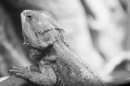 フトアゴヒゲトカゲの写真 イラスト素材一覧 4 099件 ストックフォトのamanaimages Plus