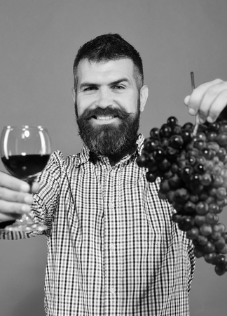 Viticulture and autumn concept. Vintner shows harvest. Man with beard holds bunch of grapes and...