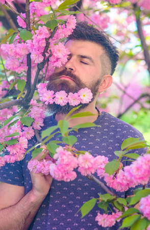 Man with beard and mustache on calm face near pink flowers. Hipster with sakura blossom in beard. Unity with nature concept. Bearded man with fresh haircut with bloom of sakura on background.の写真素材