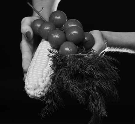 Composition of corn cob, cherry tomatoes and green plant. Autumn maize harvest idea. Female hands hold vegetables and bunch of dill isolated on black background. Farming and fall crops concept.の写真素材