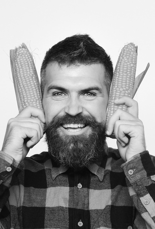 Guy shows his harvest. Man with beard holds ripe corn cobs near ears isolated on white background. Farmer with happy smiling face with yellow corn. Farming and autumn crops concept.の写真素材