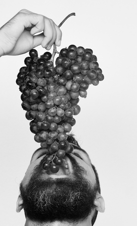 Winegrower with his face up eats cluster of grapes. Man with beard holds bunch of grapes isolated on...