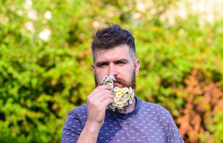 Natural aroma concept. Bearded man with daisy flowers in beard. Man with beard and mustache on...