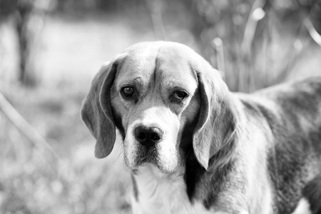 Dog with long ears on summer outdoor. Beagle walk on fresh air. Cute pet on sunny day. Companion or friend and friendship concept. Hunting and detection dog.の写真素材
