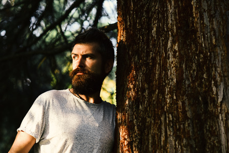 Macho with beard enjoys sunny weather. Warm season and masculinity concept. Man with dreamy face on outdoors background. Guy posing near tree stem outside.の写真素材