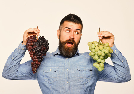 Viticulture and gardening concept. Winegrower with surprised face holds clusters of grapes. Farmer shows harvest. Man with beard holds bunches of black and green grapes isolated on white backgroundの写真素材