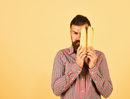 Farmer with half hidden serious face holds yellow corns in hands. Guy shows his harvest. Farming and autumn crops concept. Man with beard holds corn cobs isolated on yellow background, copy spaceの写真素材