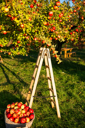 Apple garden nature background sunny autumn day. Gardening and harvesting. Fall apple crops harvesting in garden. Apple tree with fruits on branches and ladder for harvesting. Apple harvest concept.の写真素材
