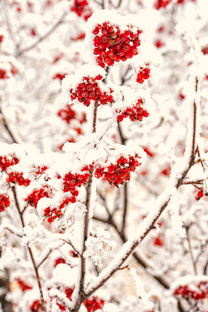 red ashberry branch covered with snow in winter at christmas or new year holidays isolated on white background, copy spaceの写真素材