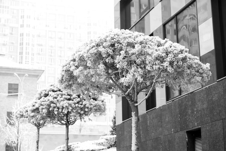 Needle leaf trees covered with white snow on urban background. Winter nature concept. Christmas and new year greetings.の写真素材