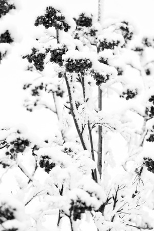 Christmas or new year concept. Rowan tree covered with snow. Winter nature background. Branches with red berries in frost. Season greetings and holidays celebration.の写真素材