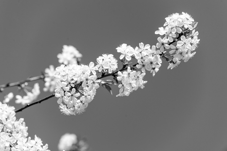 Cherry tree branch in white blossom on blue sky. Spring season concept. Bloom, flowering, blossoming. New life awakening. Nature, beauty, environment, copy spaceの写真素材