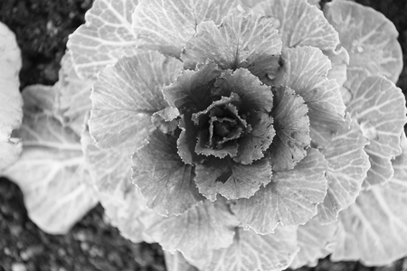 Decorative cabbage with violet leaves top view. Kale plant flowering outdoor. Garden decorative crop. Cabbage blooming as flower. Ornamental cabbage plant close up. Beautiful cabbage harvest.の写真素材