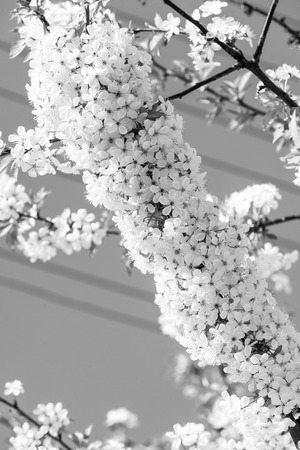Spring season concept. Cherry tree branch in white blossom on blue sky. Bloom, flowering, blossoming. New life awakening. Nature, beauty, environmentの写真素材