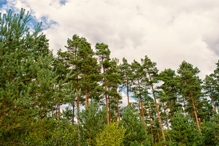 Pine trees on cloudy sky background. Forest or wood on idyllic summer landscape. Nature with good ecology and environment concept. Summer vacation and wanderlust.の写真素材