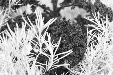 Rosemary and curly violet cabbage close up. Gardening unusual crops. Decorative crops concept. Abstract background with decorative plants. Plants as natural decoration. Garden bed decorative flora.の写真素材