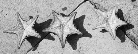 beautiful three caribbean starfish orange color on grey cement background sunny outdoor