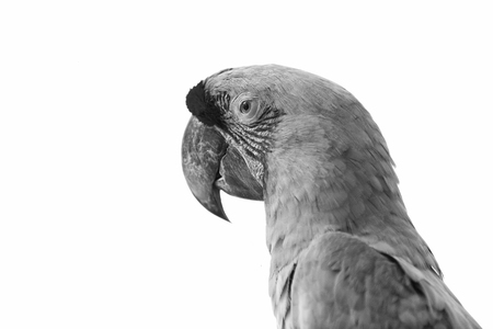 beautiful cute funny bird of red and green feathered ara parrot isolated on white backgroundの写真素材