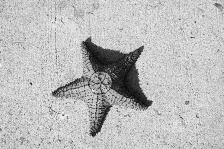 beautiful caribbean starfish orange color on grey cement background sunny outdoor, copy spaceの写真素材