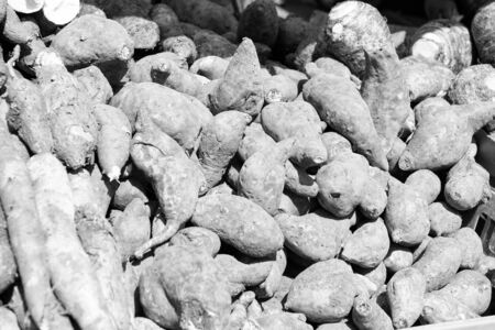 Sugar beets agriculture crop in pile on market on natural backgroundの写真素材