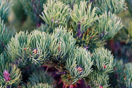Spruce needles close up natural texture. Christmas mood for aroma. Fir tree needles on branches....