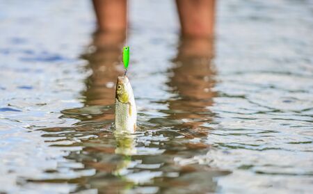 Catch me if you can. Hobby sport activity. Trout bait. Fishing lake river freshwater. Good catch. Fly fishing. Fish on hook. Fish hook bait. Fishing equipment. Leisure in nature. Transparent waterの写真素材