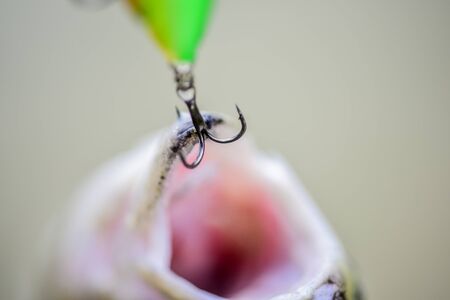 Fish open mouth hang on hook. Bait spoon fishing accessory. Fish hook or fishhook is device for...