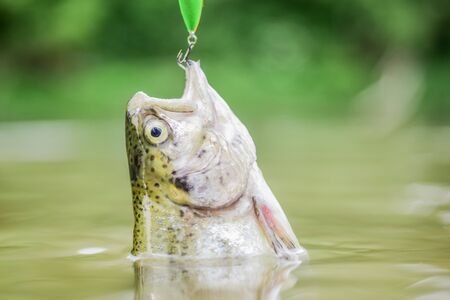trout bait. catch fish. fall into the trap. fishing on lake. Good catch. hobby and sport activity. fly fishing trout. recreation and leisure. fish on hook. stalemate and hopelessness. Fishing is funの写真素材