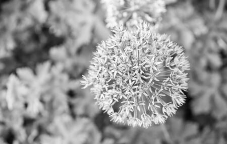Allium blooming close up. Ball of blossoming allium flowers. Beautiful alliums for gardening theme....