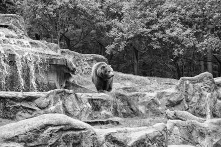 Friendly brown bear walking in zoo. Cute big bear stony landscape nature background. Zoo concept. Animal wild life. Adult brown bear in natural environment. Animal rightsの写真素材