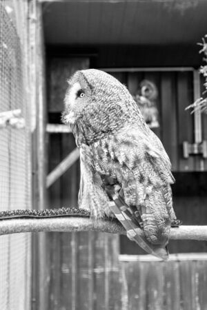 Wild life. Gorgeous big bird sit in cage. Calm and peaceful. Ornithology concept. Owl outdoor shot. Owl typical species for many countries. Owl in zoo cage. Animal shot capturing owlの写真素材