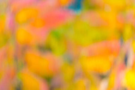Hello October. Blurred colors abstract background. Abstract nature art design. Abstract blur macro...