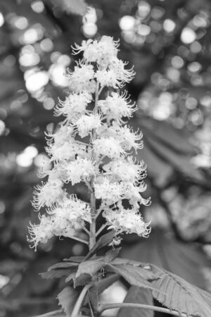 Chestnut tree blossom in spring. Spring blooming chestnut. Chestnut tree blossom. Nature park. Petals and pollen. Pollen allergy. Pollination and reproduction concept. Chestnut flowerの写真素材